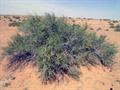 Fire bush